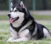 Alaskan Malamute puppies for sale