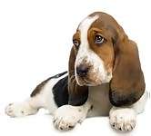 Basset Hound puppies for sale