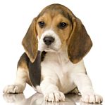 Beagle puppies for sale