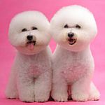 Bichon Frise puppies for sale
