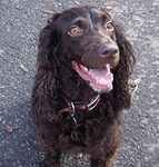 Boykin Spaniel puppies for sale