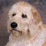 Labradoodle puppies for sale