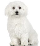 Maltese puppies for sale