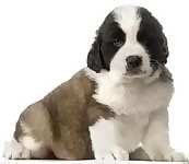 Saint Bernard puppies for sale