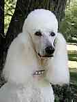Poodle puppies for sale