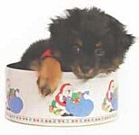 Yorkiepoo puppies for sale