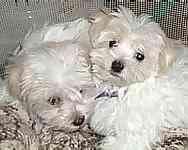 Maltese puppies for sale 