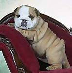 Bulldog puppies for sale