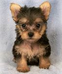 Yorkiepoo puppies for sale