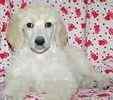 Standard Poodle puppies
