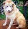 Alaskan Malamute puppies for sale
