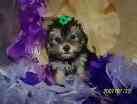 yorkiepoo puppies for sale