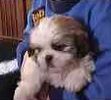 Shih Tzu puppies for sale