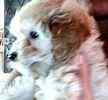 Bichpoo puppies for sale