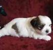 Shih Tzu puppies for sale