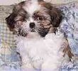Shih Tzu puppies for sale