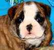 English Bulldog puppies for sale
