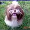Shih Tzu puppies for sale