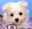 Maltese puppies for sale