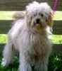 Australian Labradoodle puppies for sale