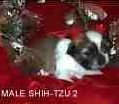 Shih Tzu puppies for sale