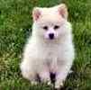 American Eskimo puppies for sale