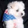 Maltese puppies for sale 