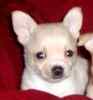 Chihuahua puppies