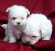 Maltese puppies for sale 