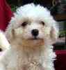 Bichon Frise puppies for sale