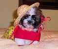 Shih Tzu puppies for sale