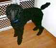Standard Poodle puppy for sale