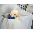 Standard Poodle puppies