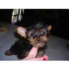 yorkiepoo puppies for sale