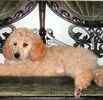 Standard Poodle puppies