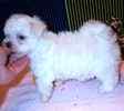 Maltese puppies for sale 