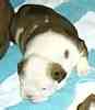 Bulldog puppies for sale