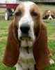 Basset Hound puppies for sale