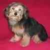 Yorkipoo puppies for sale