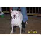 pit bull puppies for sale