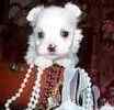 Maltese puppies for sale 