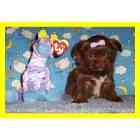 yorkiepoo puppies for sale