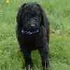 Standard Poodle puppies