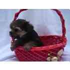 yorkiepoo puppies for sale
