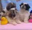 Shih Tzu puppies for sale