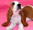 Basset Hound puppies for sale