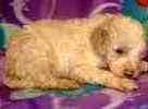 Standard Poodle puppies