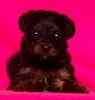 yorkiepoo puppies for sale