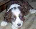 Australian Shepherd puppies for sale