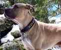 Pit Bull Stud Services